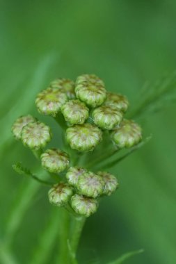 Bir Tansy kır çiçeğinin açılmamış çiçek tomurcuklarına doğal olarak yakın çekim, Tanasetum vulgare