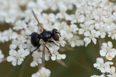 Beyaz Yarrow çiçeğinin üzerinde oturan küçük, şirin bir taşikardi sineğinin doğal yakın çekimi.