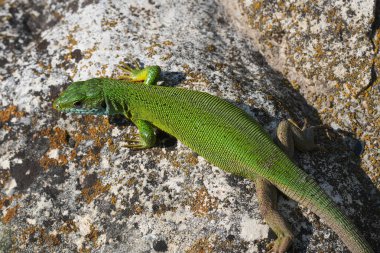 Avrupa 'nın canlı yeşil kertenkelesi Lacerta Viridis' in tam güneş ışığı altında doğal yakın çekimi