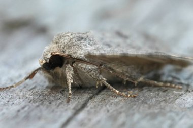 Clancy 'nin Rustik baykuş güvesi, Caradrina Kadenii' nin tahtaya yakın plan görüntüleri.