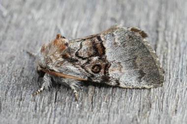 Fındık Ağacı Tussock baykuşunun doğal yakın çekimi, Colocasia Coryli