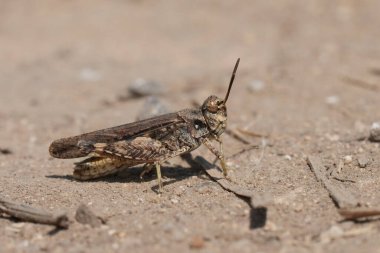 Avrupalı bant kanatlı çekirge Acrotylus insubricus 'un yere yakın çekimi.
