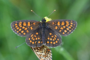 Renkli turuncu Avrupa Heath Fritillary Kelebeği, Melitaea Atleti 'nin doğal yakın çekimi.