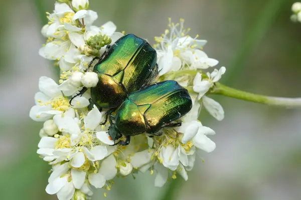 Cetonia aurata adlı iki metalik yeşil gül kazanı üzerinde beyaz bir çiçeğin doğal yakın çekimi.
