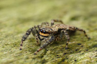 Macro 'nun fotoğrafında ahşap bir yüzeye tünemiş tüylü, zıplayan bir örümcek görülüyor. Karmaşık detaylarını ve canlı gözlerini vurguluyor..