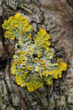 Ağaç kabuğunda yetişen sarı yosunların yakın çekimi, doğadaki doğal desenleri ve dokuları gözler önüne seriyor. Ormandaki güzellikler.