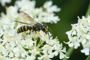 Kum Kuyruklu Kazıcı Eşek Arısı 'nın doğal yakın çekimi, Bahçedeki beyaz bir çiçeğin üzerindeki Cerceris Arenaryası