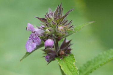 Palyaço 'nun iyileştirici ya da yaralı otu Stachys Palustris' in taze, mor çiçeğinin doğal görüntüsü.