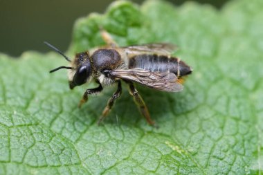 Doğal olarak, yeşil bir yaprağın üzerinde dinlenen Megachile centuncularis isimli dişi bir Patchwork yapraklı arıya yakın plan.