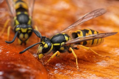 Canlı sarı bir Alman eşekarısı ya da sarı ceketli Vespula Germanica 'nın pembe reçelden yediği doğal detaylı çekimler.