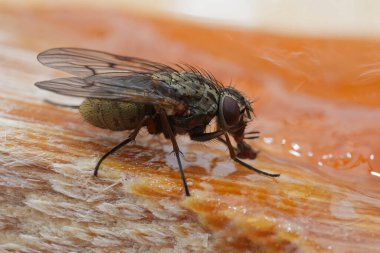 Muscidae sineğinin doğal yakın çekimi, Phaonia tuguriorum, bahçede kırmızı reçelle besleniyor.