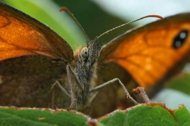 Avrupa Çiti kahverengisi ya da Gatekeeper kelebeği Pyronia tithonus 'a doğal olarak yakın plan.