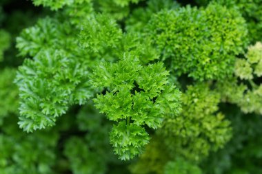 Yakın plan çekimde canlı yeşil kıvırcık maydanoz sergilenir. Dokusunu ortaya çıkarır. Mutfağı tatlandırmak için gerekli olan bitki, tazelik ve doğal cazibeyi işaret ediyor. Bulanık arkaplan derinlik ekler.