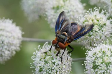 Avrupalı renkli bir Tachinid sineğine doğal yakın çekim, Phasia hemiptera parazit hemipteranlar