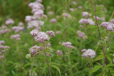 Pembe çiçekli kenevir tarımsal kır çiçeği, Eupatorium cannabinum