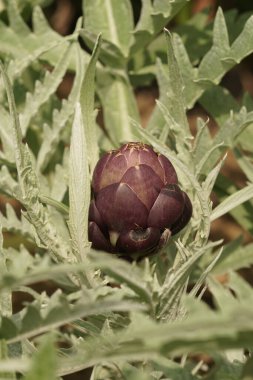 Yakın çekim, dikenli, gümüşi yeşil yaprakların arasına yerleştirilmiş mor bir enginar tohumu yakalar. Doğal bileşim bitkinin eşsiz dokusunu ve rengini vurgular..