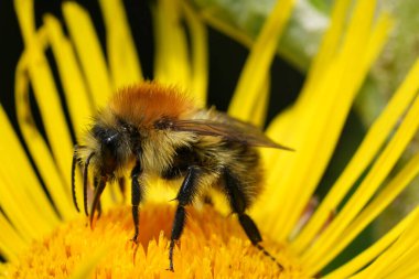 Kahverengi bantlı bir yaban arısı, Bombus Pascuorum bahçede sarı bir Inula çiçeği üzerinde
