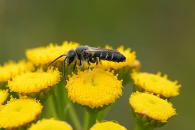 Büyük bir erkek arının doğal yakın çekimi, Lasioglossum çayırdaki sarı bir Tansy çiçeğinde.