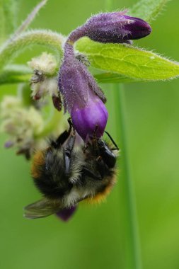 Sıradan bir kart arısı için doğal dikey çekim, Bombus pascuorum mor bir Comfrey çiçeğinden nektar içiyor.