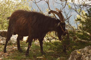 Uzun boynuzlu kara keçi bulutlu bir günde kayalık, doğal bir arazide çalıların arasında otlar..