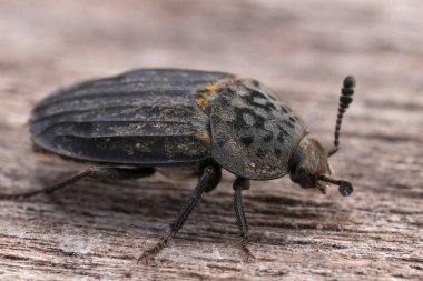 Carrion besleme böceği Thanatophilus sinuatus, Silphidae 'nin doğal yakın çekimi.