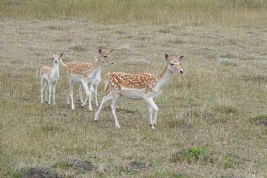 Bu görüntü, bir tarlada benekli üç Avrupalı geyik yakalamış, Dama dama. Biri yavru geyik. Onlar uzun otların arasında duruyorlar. Gökyüzü bulutlu, sahne boyunca yumuşak ışık yaratıyor..