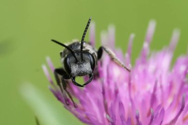 Nesli tükenmekte olan dev yaban arısı Lasioglossum majus 'un mor bir yosun çiçeğinin üzerindeki erkeğinin doğal yüz görüntüsü.