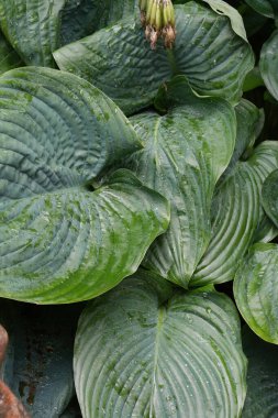 Parlayan yağmur damlalarıyla kaplı büyük, canlı yeşil yaprakların yakın görüntüsü. Yaprakların dokulu yüzeyi doğal manzaraya derinlik katar..