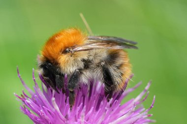 Dişi bir kraliçeye doğal yakın çekim. Kartvizit arısı, mor bir knapweed çiçeğinin üzerindeki Bombus Pascuorum.