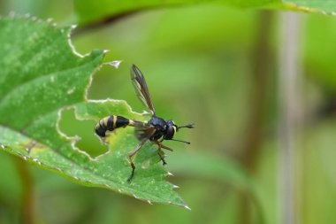 Kalın kafalı, bel kapanı sineği Physocephala Rufipes 'ın doğal yakın çekimi.