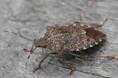 Kahverengi kokulu böcek Halyomorpha halys 'in doğal yakın çekimi.