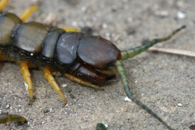 Bulgaristan 'daki Akdeniz Bantlı Çıyan, Scolopendra singulata' ya doğal yakın çekim