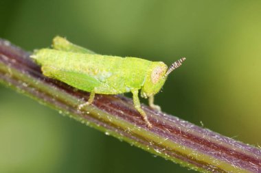 Açık yeşil renkli bir periye doğal olarak yakın çekim. Sıradan çekiç Pezotettix Giornae.