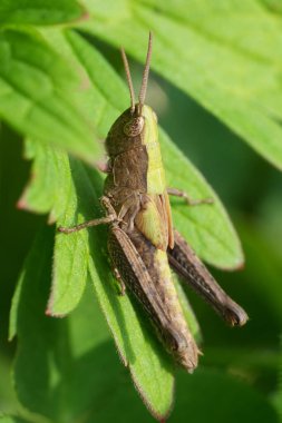 Nadir Chorthippus Dorsatus Zıpzıp 'ın perisinin doğal dikey görüntüsü.