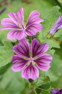 Canlı mor bir Malva Sylvestris 'e doğal olarak yakın çekim.
