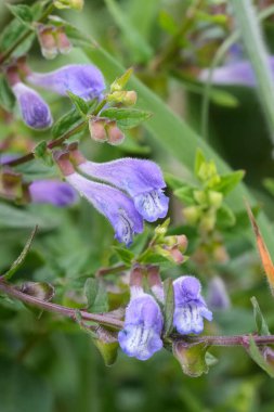 Sıradan bir bataklığın ya da kapüşonlu kafatası şapkasının canlı mavi çiçekleri Scutellaria galericulata 'nın doğal dikey görüntüsü.