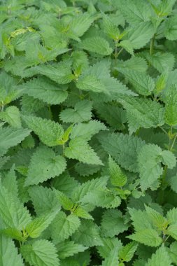 Isırgan otlarının detaylı görüntüsü, sivri yaprakları yeşil bir halı oluşturuyor. Görüntü bitkinin vahşi, evcilleştirilmemiş doğal ortamını yakalıyor..