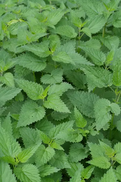 Isırgan otlarının detaylı görüntüsü, sivri yaprakları yeşil bir halı oluşturuyor. Görüntü bitkinin vahşi, evcilleştirilmemiş doğal ortamını yakalıyor..