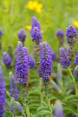 Görüntü mor çiçeklere odaklanıyor, zarif dokuları ve renkleri gösteriyor. Bulanık yeşilliğin arkaplanına kurulmuş fotoğraf çiçeğin güzelliğini vurguluyor..