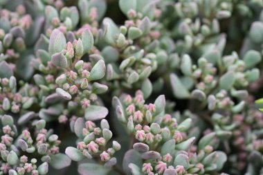 Bu görüntü, hafif pembemsi bir tonu olan açık yeşil yapraklı sulu bir bitkinin yakın çekimi. Bitki, sayısız küçük, açılmamış pembe çiçek tomurcuklarıyla doludur..