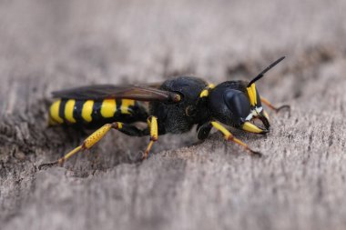 Ahşap bir yüzey üzerinde siyah ve sarı bir yengeç avcısının yakın çekimi..