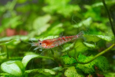 Tatlı su akvaryumunda yeşil su bitkilerinin arasında yüzen kırmızı bir karidesin yakın çekimi.