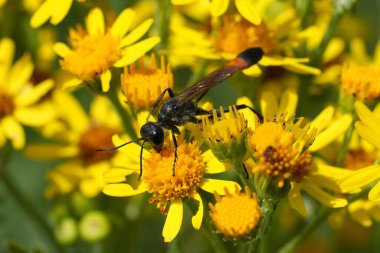 Sarı Jacobaea vulgaris çiçekleri üzerindeki büyük kırmızı bantlı kum arısı Ammophila Sabulosa 'nın doğal yakın çekimi.