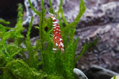 Rengarenk kırmızı-beyaz bir arı sürüsünün doğal yakın çekimi, bir akvaryumda Caridina kantonensis