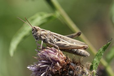 Kahverengi desenli bir çekirge, yeşil yapraklı mor bir çiçeğin üzerinde yer alır. Çekirgenin ayrıntıları güneş ışığıyla vurgulanır.. 