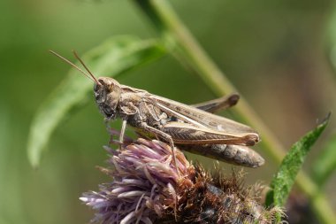 Kahverengi desenli bir çekirge, yeşil yapraklı mor bir çiçeğin üzerinde yer alır. Çekirgenin ayrıntıları güneş ışığıyla vurgulanır.. 