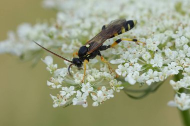 Güzel siyah ve sarı çizgili Ichneumon sarcitorius ichneumonid eşekarısının doğal yakın çekimi.