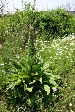 Güçlü, gösterişli bir Macar mullein bitkisi olan Verbascum Specosum, küçük kır çiçekleriyle süslenmiş bir tarlada dimdik ayakta duruyor. Bereketli yeşil yapraklar ve parlak güneş ışığı huzur verici bir manzara yaratır..