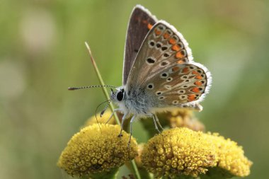 Avrupalı kahverengi Argus kelebeğine doğal yakın plan, sarı Tansy çiçeğine Aricia agestis