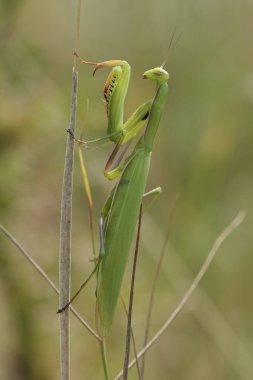 Kuru bir bitki sapında yeşil peygamber devesi dininin yakın çekimi.